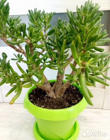 Крассула-денежное дерево