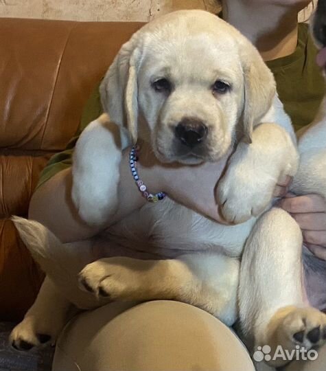 Щенки Лабрадора