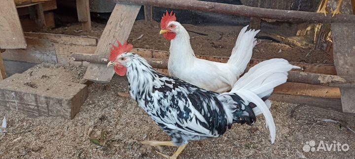 Молодые петушки