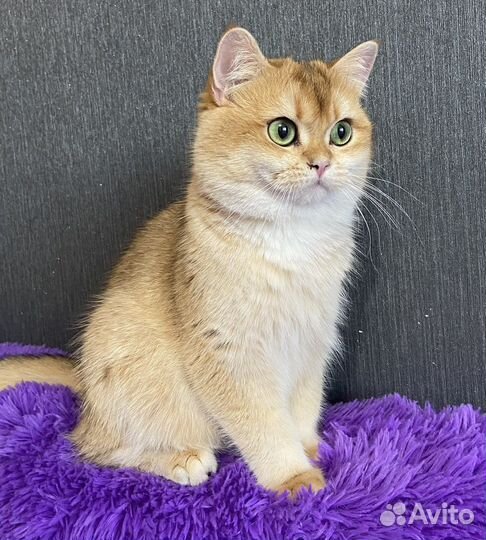 Ждем невест на вязку