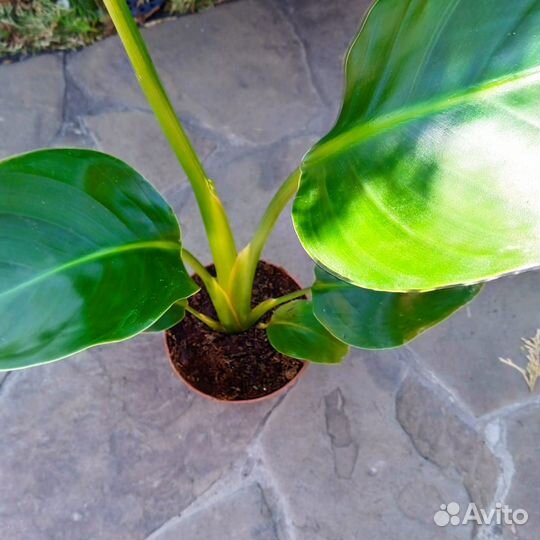 Стрелиция Николая