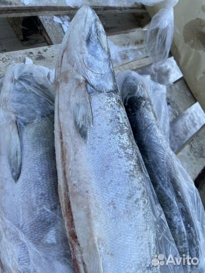 Рыба Кета штучной заморозки