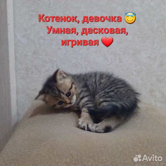 Британская