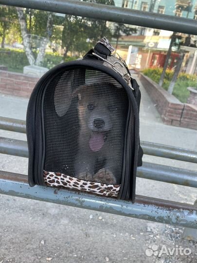 Сибирский хаски