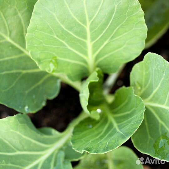 Рассада капусты