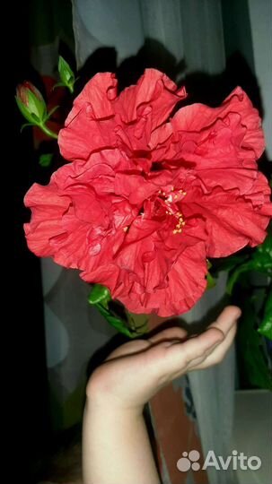 Гибискус махровый красный