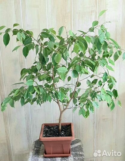 Фикусы разных видов