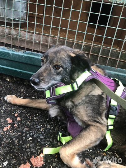 Собака из приюта