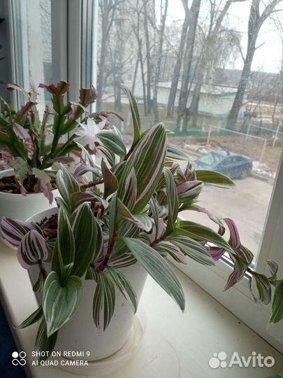 Традесканция