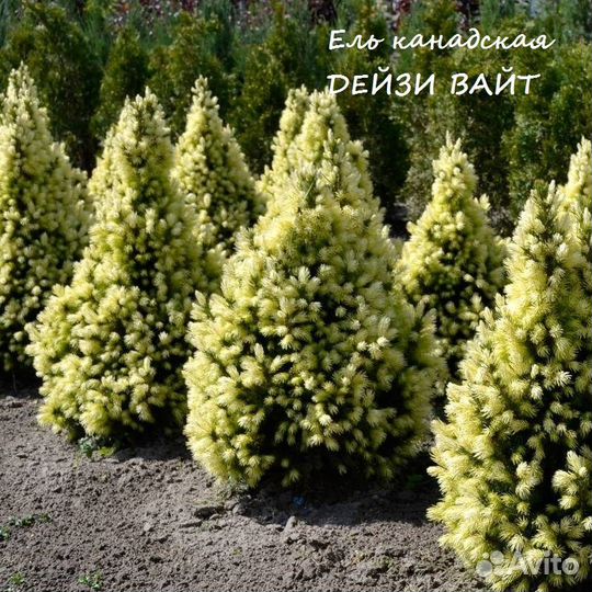 Ель Канадская