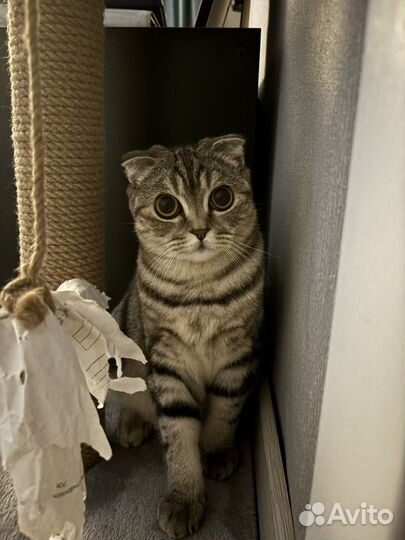 Шотландская кошка