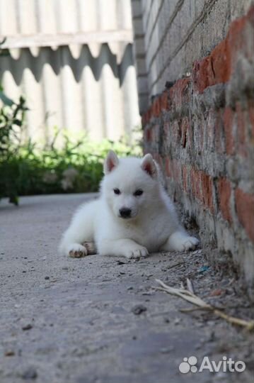 Щенки хаски