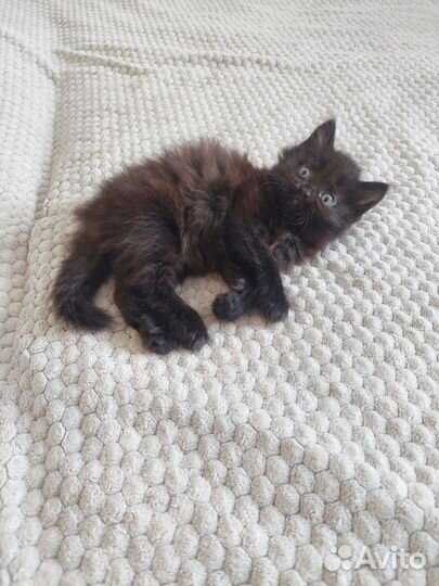 Котята