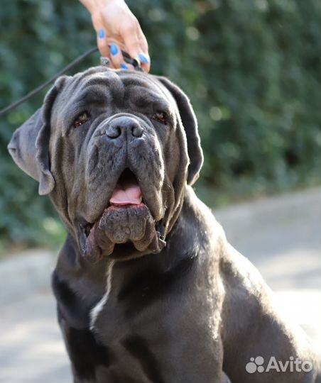 Кобель вязка Кане Корсо