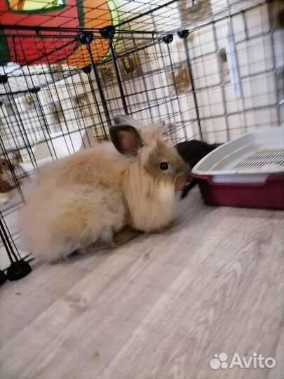 Декоративные кролики