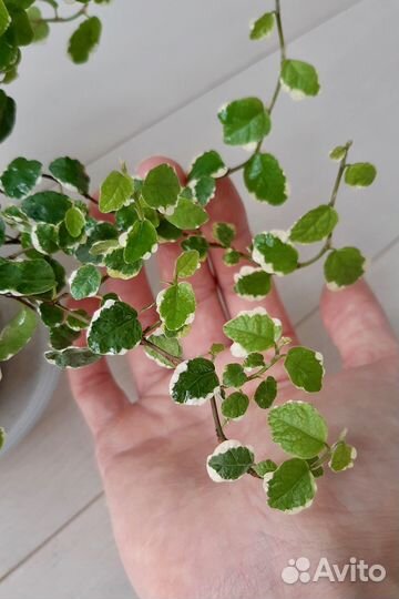 Фикус Пумила White sunny