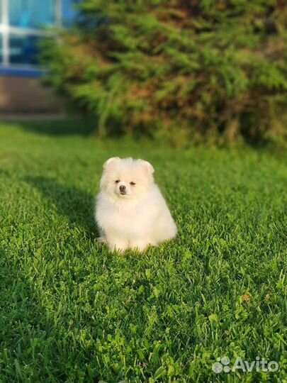 Девочка померанский шпиц