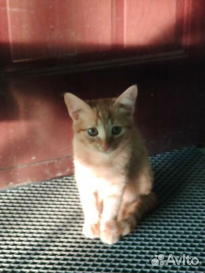 Рыжий котенок девочка с карими глазами