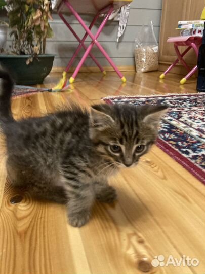 Котик 1,5 месяца