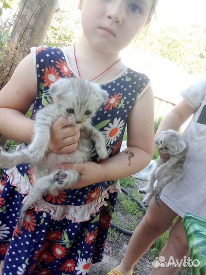 Шотландская