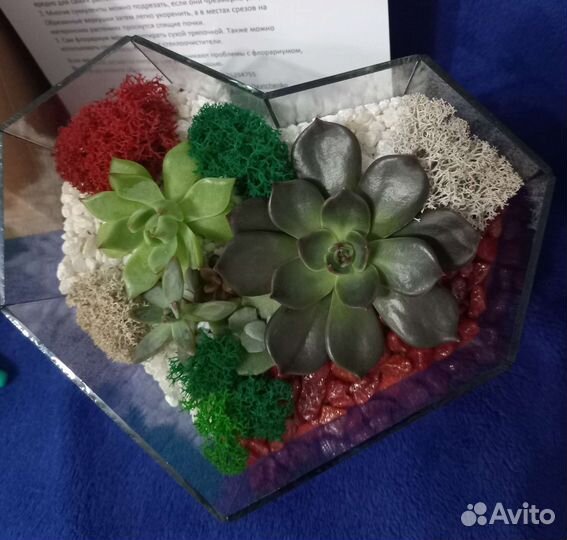 Ко Дню мамы Флорариум суккуленты