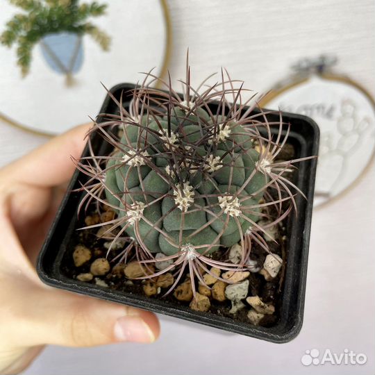 Кактусы, суккуленты почтой