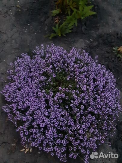 Неприхотливые цветы для сада