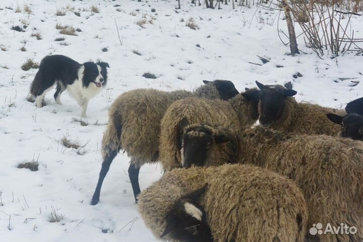 Щенки бордер колли