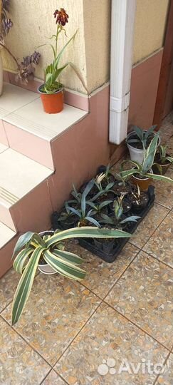 Агава голубая и американа