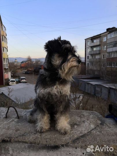 Цвергшнауцер вязка