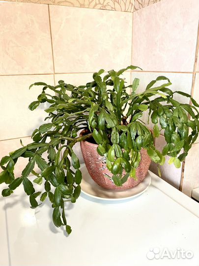 Комнатные цветы