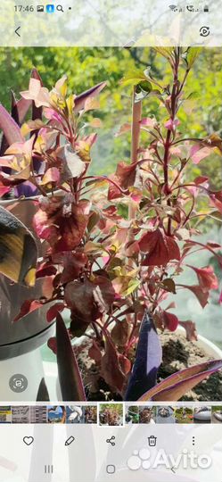 Альтернатера