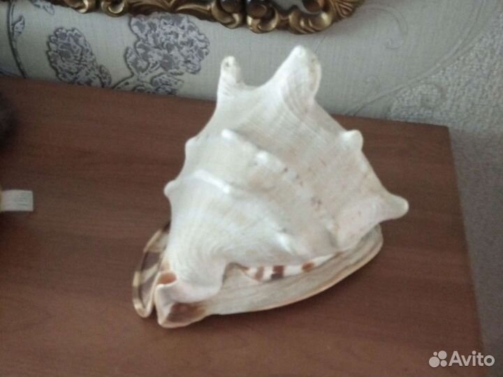 Ракушка, океан. большая