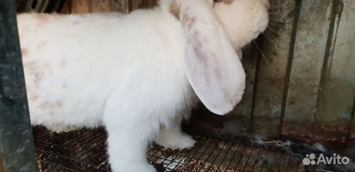 Племенные французские бараны