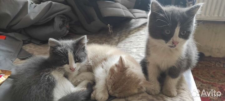 Котята в добрые руки