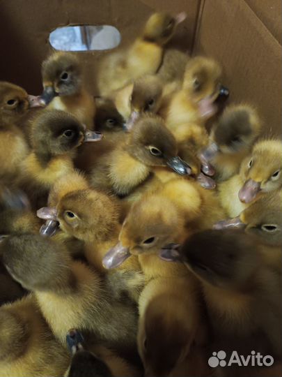 Утята суточные