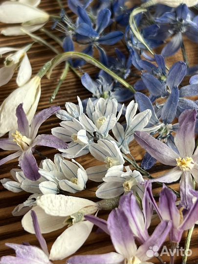 Сухоцветы первоцветы