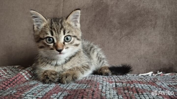 Котёнок кот