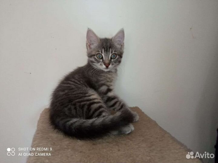 Котенок Малышка