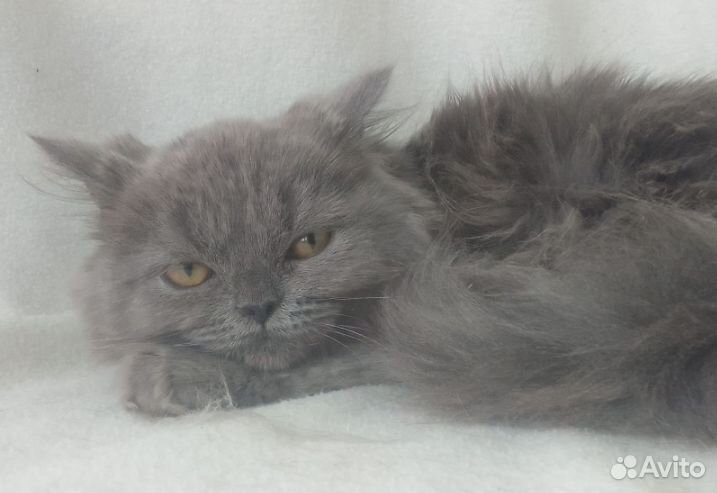 Британский котенок