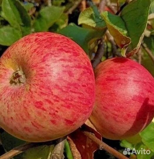 Саженцы яблони Штрифель