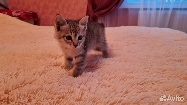 Отдам котенка в добрые руки