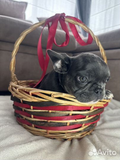 Французский бульдог