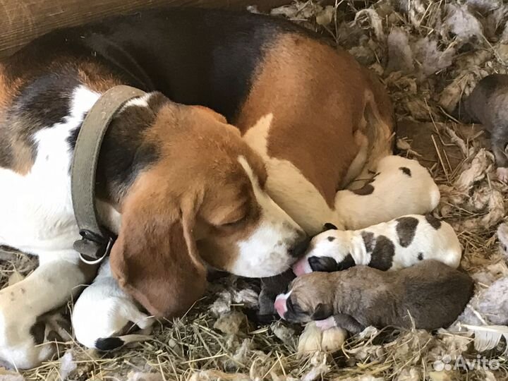 Бигль,щенки(охотники)