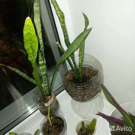 Домашние цветы бесплатно