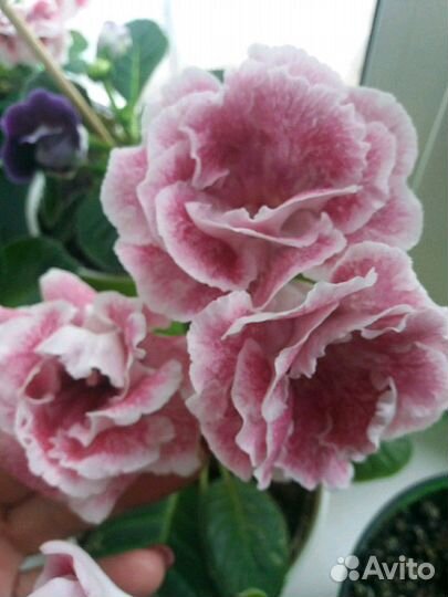 Глоксинии махровые