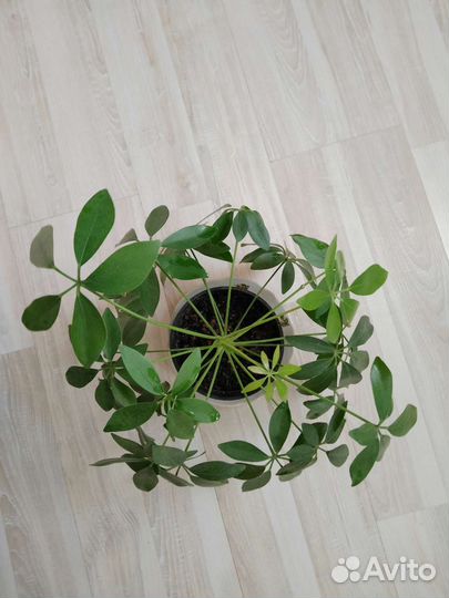 Шефлера гибискус