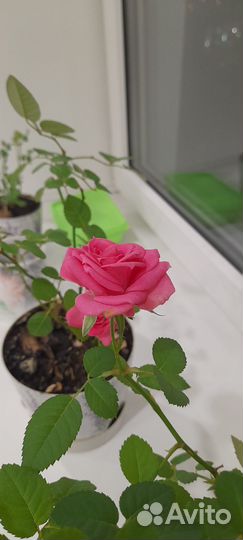 Роза комнатная