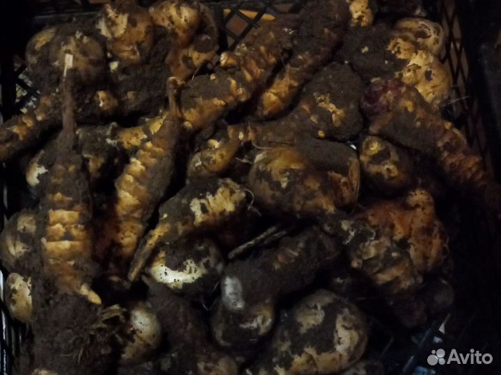 Топинамбур