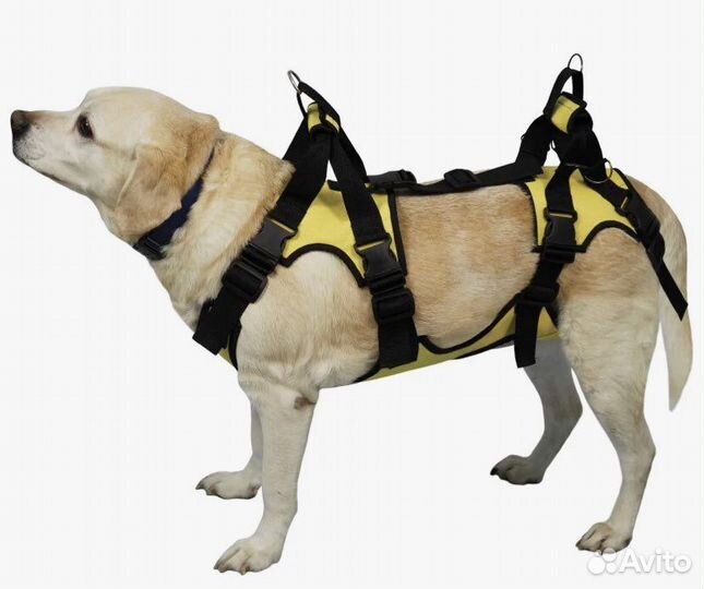 Полная поддержка для собак